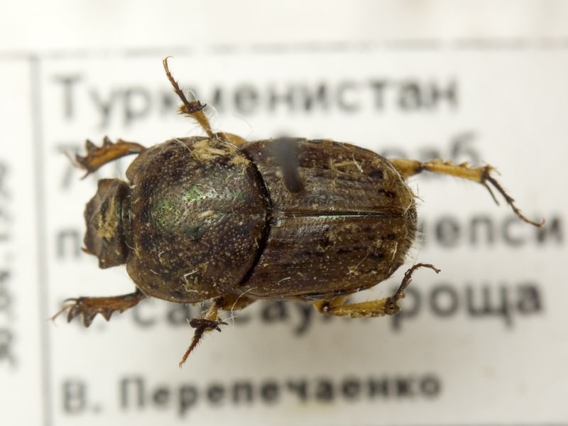 Euoniticellus pallipes (Fabricius, 1798)